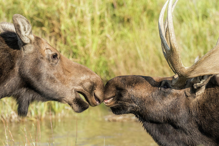 Moose Love, No. 5 Photograph by Belinda Greb