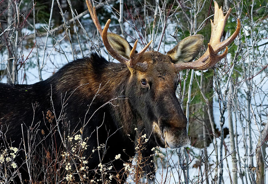 Moose with Big Antlers in Algonquin Park Photograph by Charline Xia