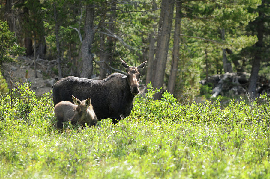 Moose -  Me and My Baby, Northern Colorado Photograph by Richard Porter