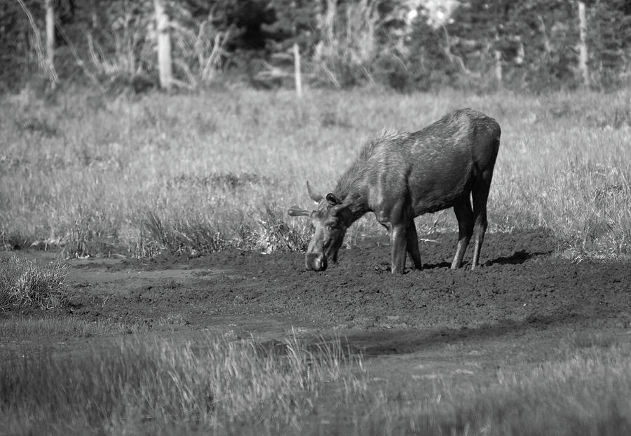 Moose - Mealtime 2, Northern Colorado Photograph by Richard Porter