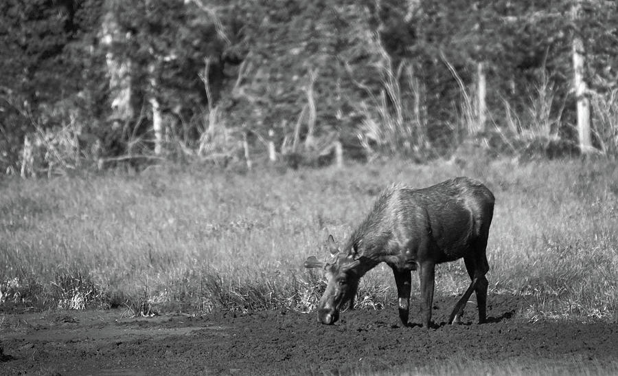 Moose - Mealtime, Northern Colorado Photograph by Richard Porter