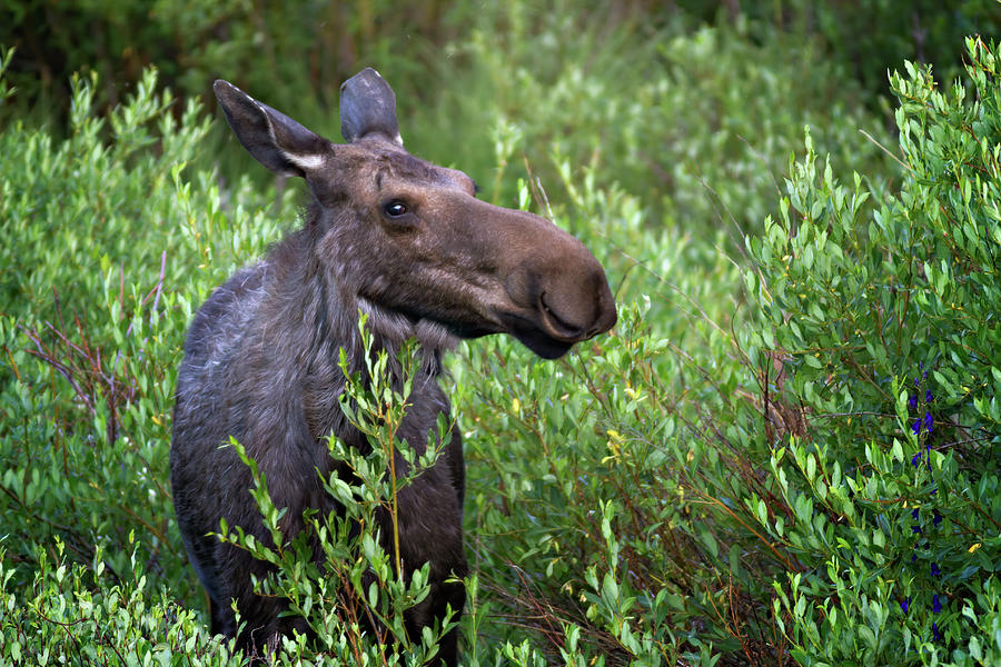 Moose Mom Photograph by Lana Trussell
