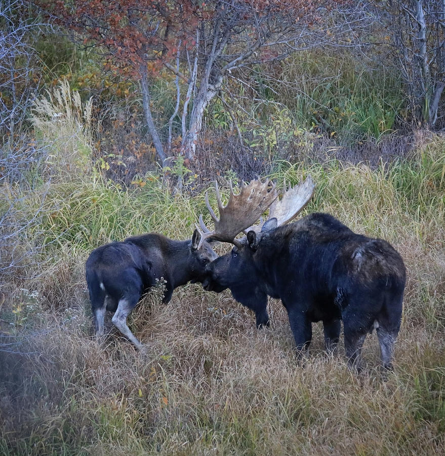 Moose Moment Photograph by Dan Sproul
