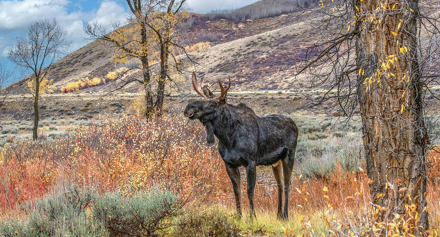 Moose Moment, Grand Teton National Park Photograph by Marcy Wielfaert