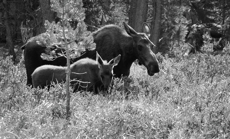 Moose - Momma and Baby, Northern Colorado Photograph by Richard Porter