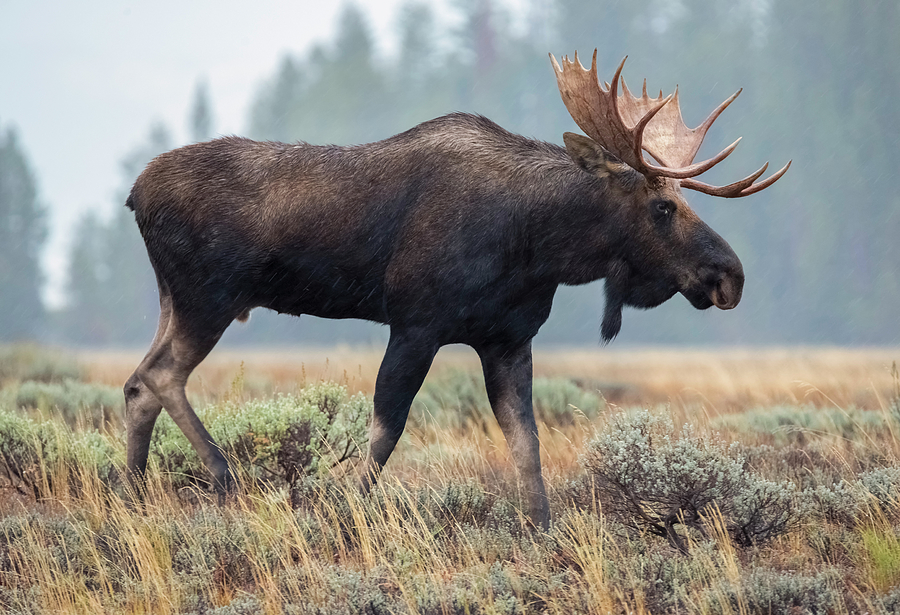 Moose on a Mission Photograph by Loree Johnson