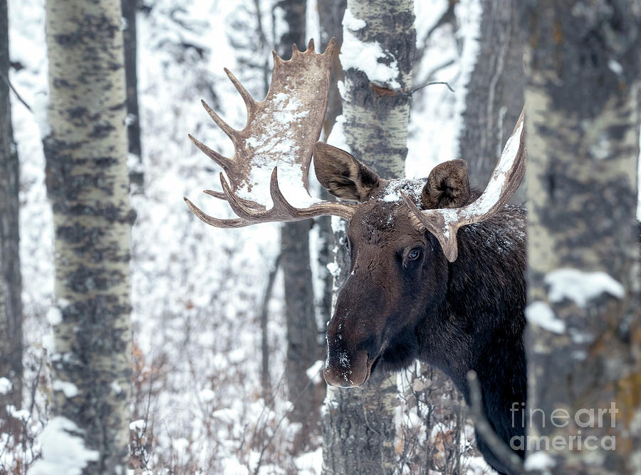 Moose on the Loose Photograph by Shannon Carson