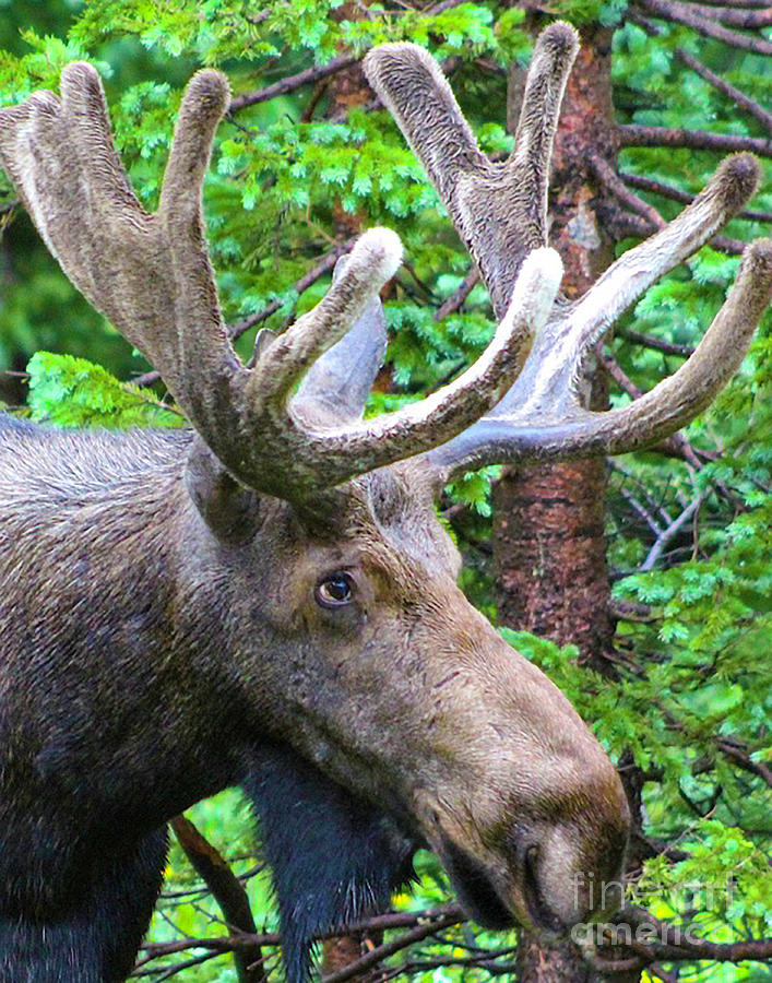 Moose on the Loose Photograph by Shirley Dutchkowski