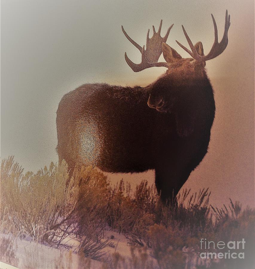 Moose one Photograph by Richard W Linford