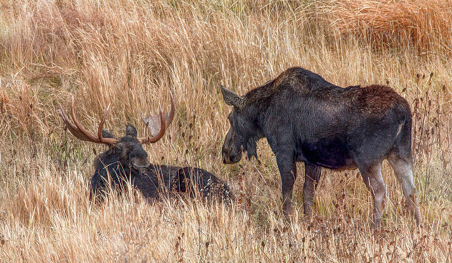 Moose Pair, Grand Teton National Park Photograph by Marcy Wielfaert