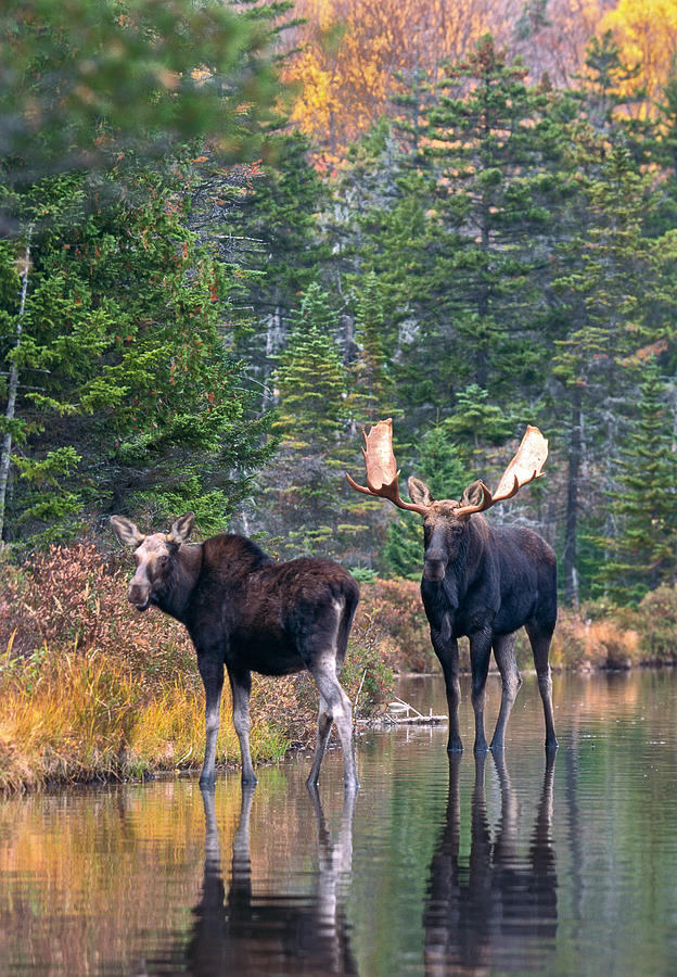 Moose Pair in Pond Photograph by KeithSzafranski