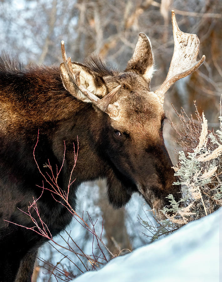 Moose Portrait, Grand Tetons Photograph by Marcy Wielfaert