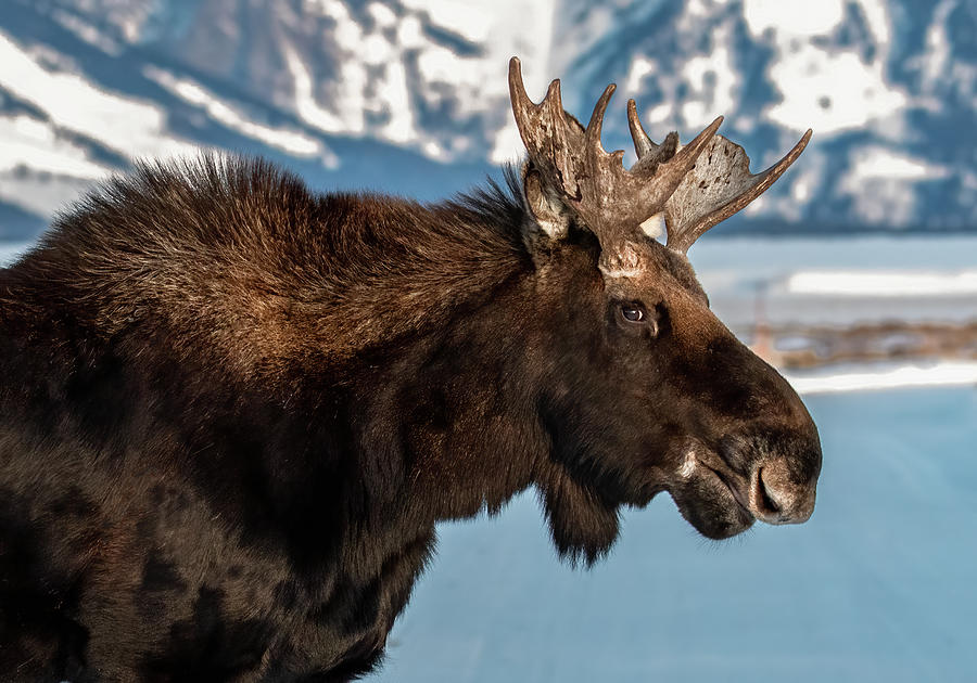 Moose Portrait, Grand Tetons National Park Photograph by Marcy Wielfaert