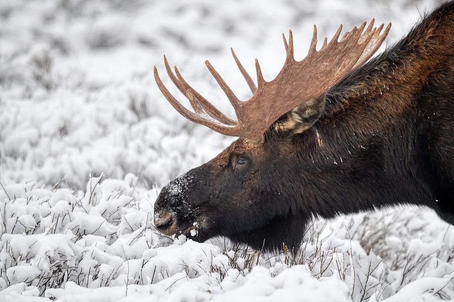 Moose portrait Photograph by Paul Freidlund