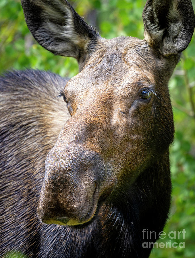 Moose Portrait Photograph