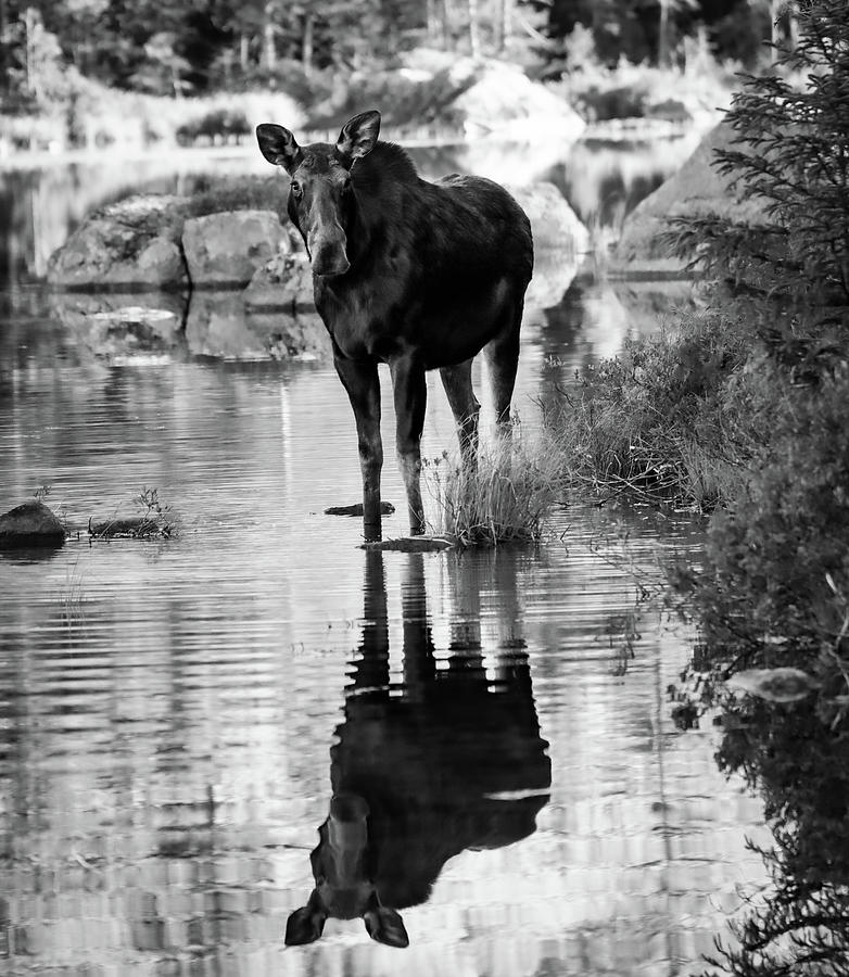 Moose Reflection Black And White Photograph by Dan Sproul