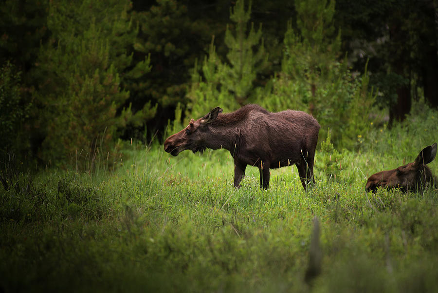Moose Photograph by Robert Braley