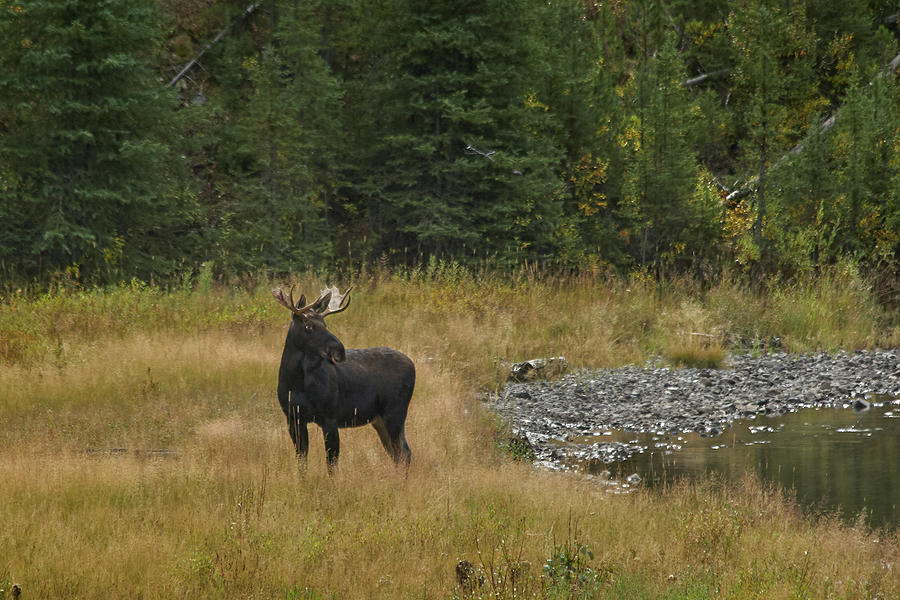 Moose Photograph by Roger Mullenhour