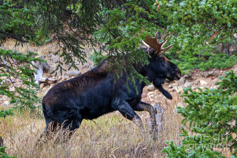 Moose Running Photograph by Shirley Dutchkowski Moose Running Photograph by Shirley Dutchkowski