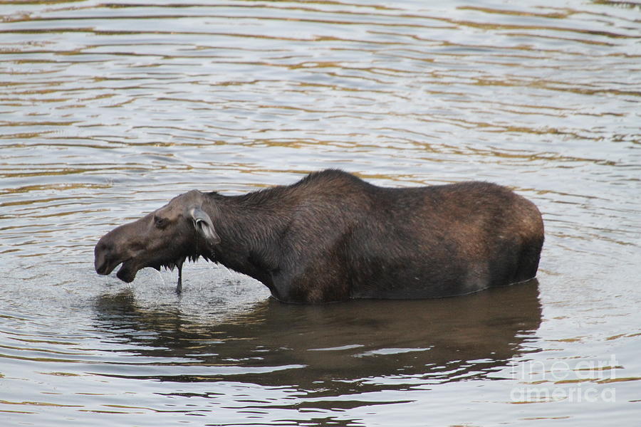Wildlife Photograph - Moose by Saving Memories By Making Memories