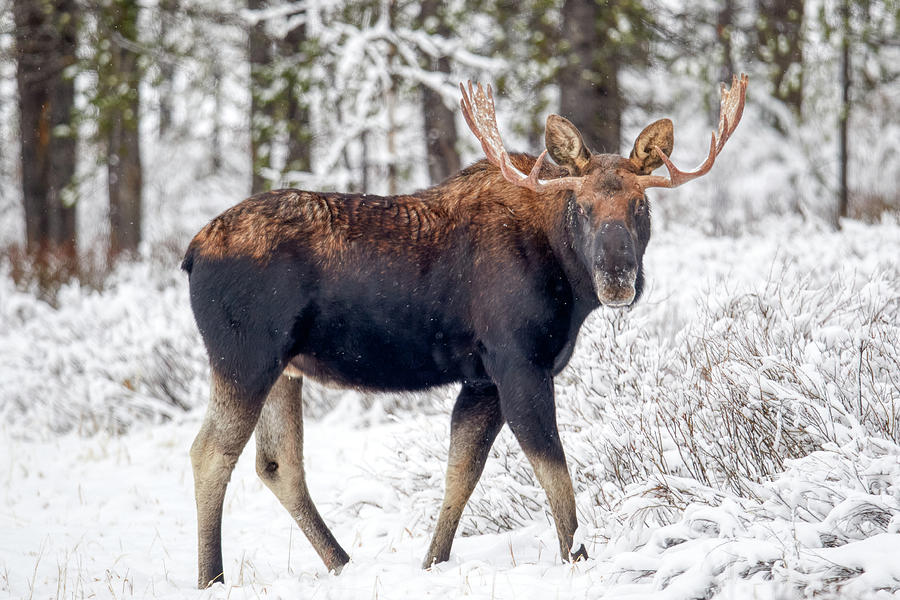 Moose Side Shot Photograph by Paul Freidlund