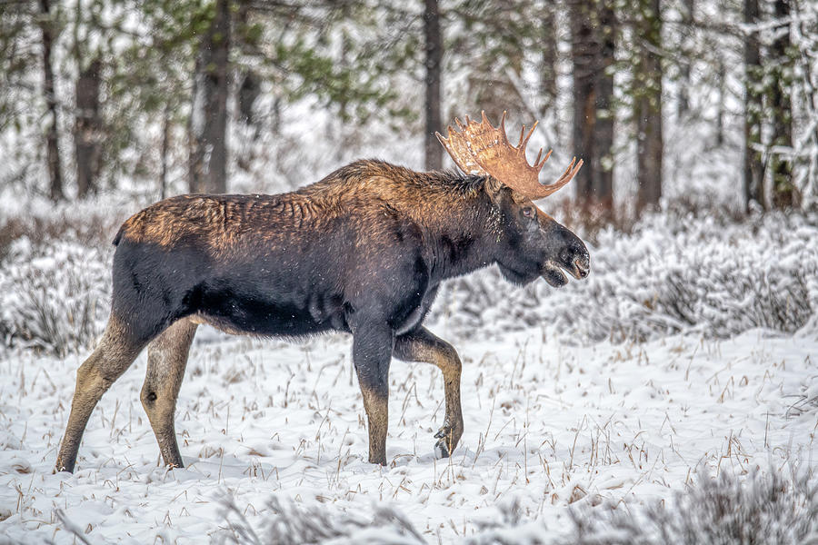 Moose Side View Photograph by Paul Freidlund