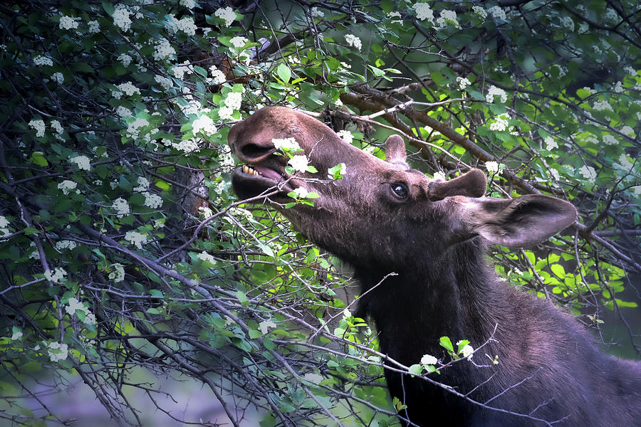 Moose Snack Photograph by Ron Miles - Fine Art America