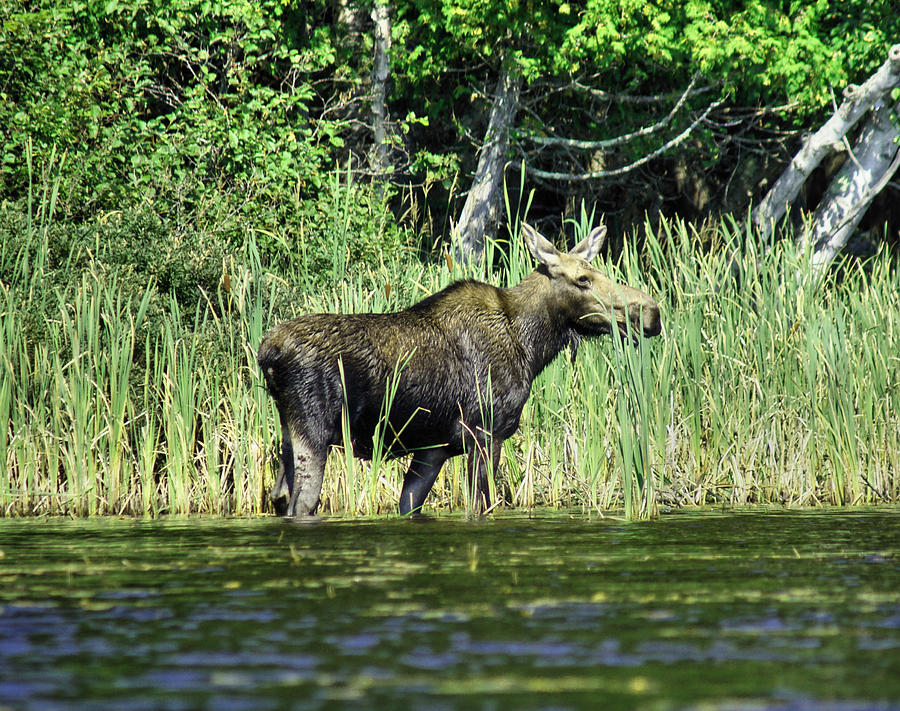 Moose Standing in Lake Photograph by Russel Considine