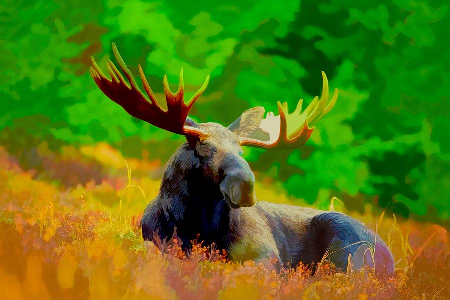 Moose Digital Art by Steven Parker