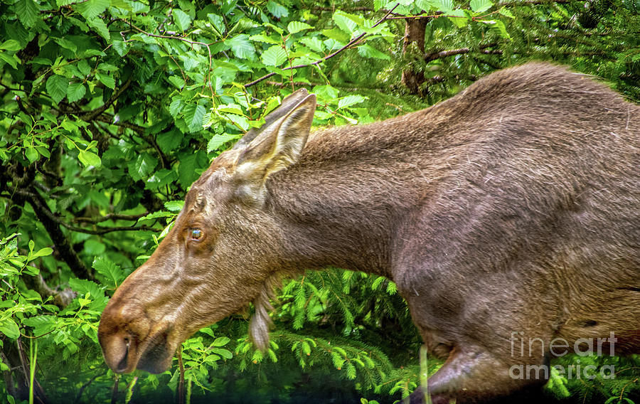 Moose Photograph by Susan Vineyard