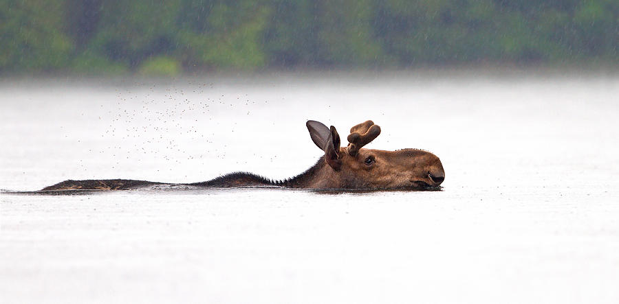 Moose swimming Photograph by Jim Cumming