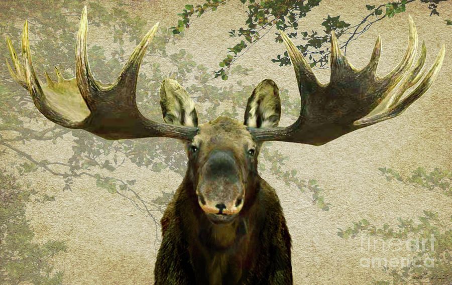 Moose Mixed Media by Thomas Pollart - Fine Art America