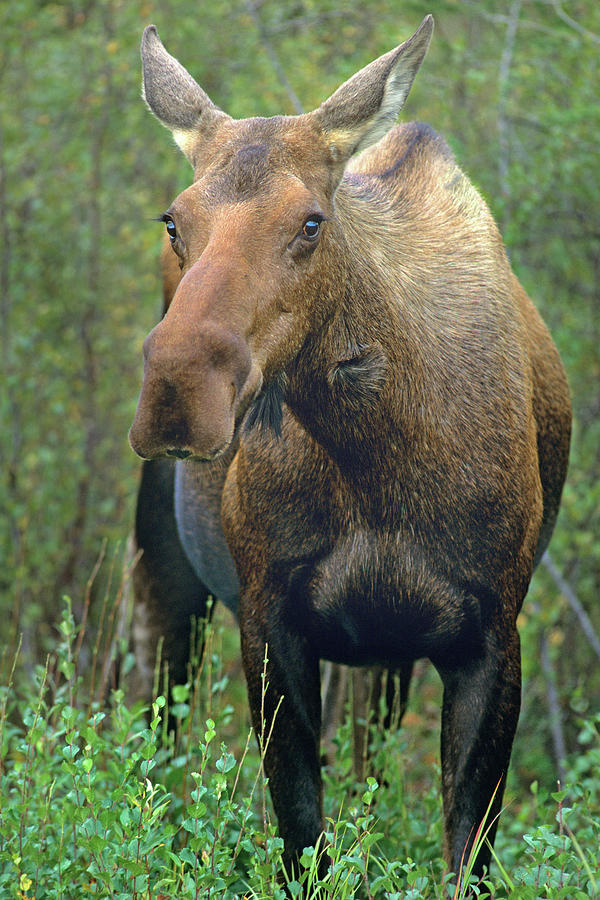 Moose Photograph by Tim Fitzharris