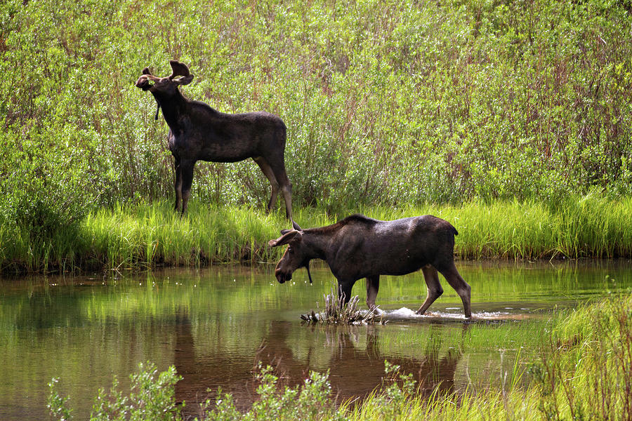 Moose Twins Photograph