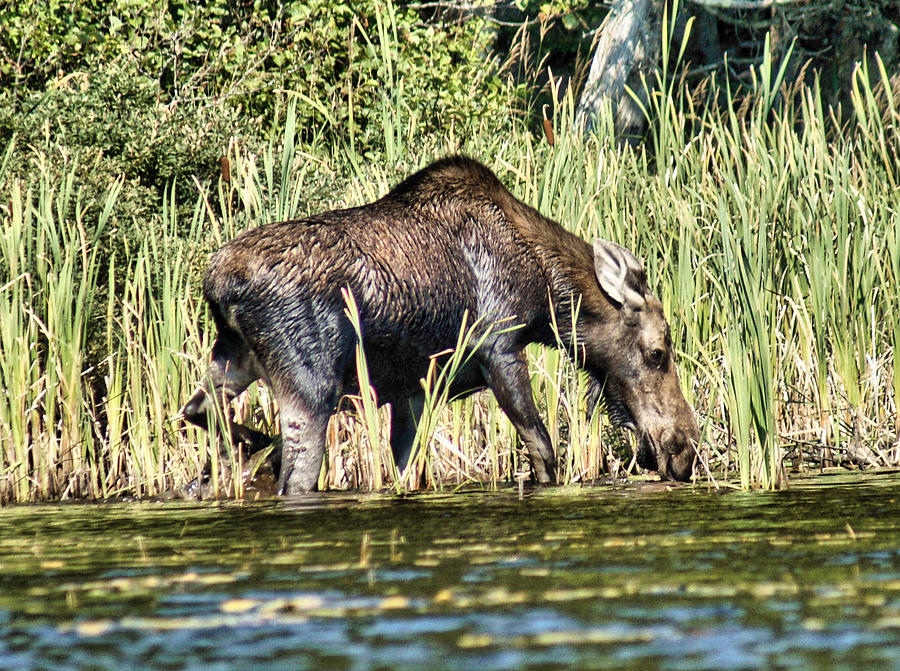 Moose Up Close Eating Photograph by Russel Considine