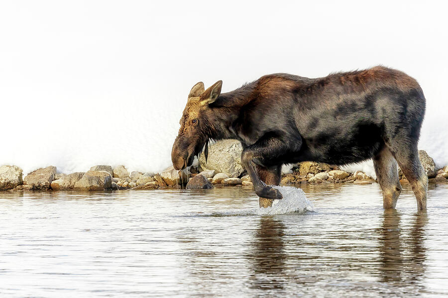 Moose Wading in Snake River Photograph by Susan Rissi Tregoning