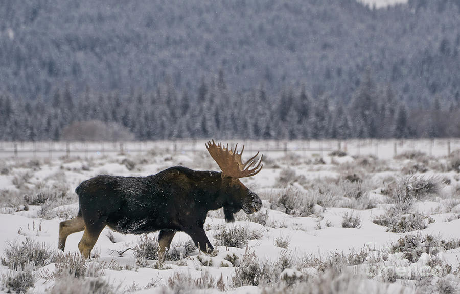 Moose Walk Photograph by Brian Kamprath