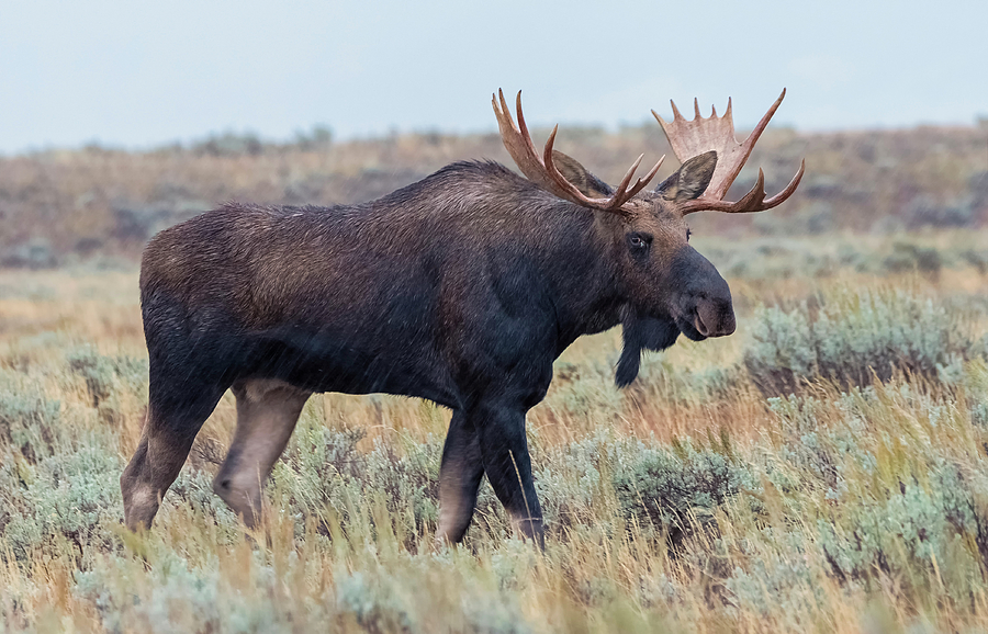 Moose Weather Photograph by Loree Johnson