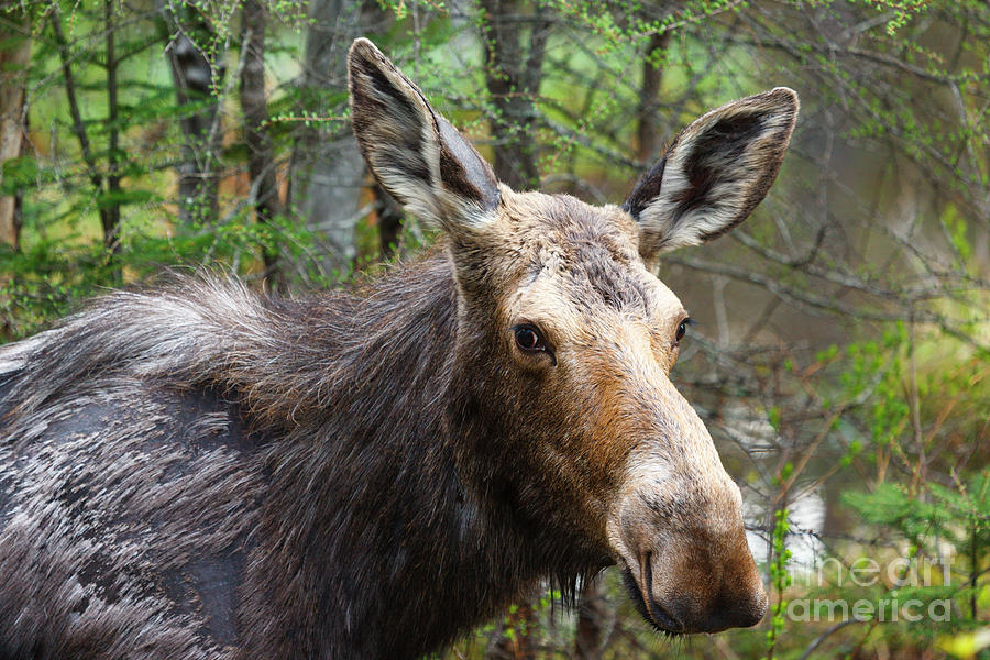 Moose - White Mountains New Hampshire USA Photograph by Erin Paul Donovan