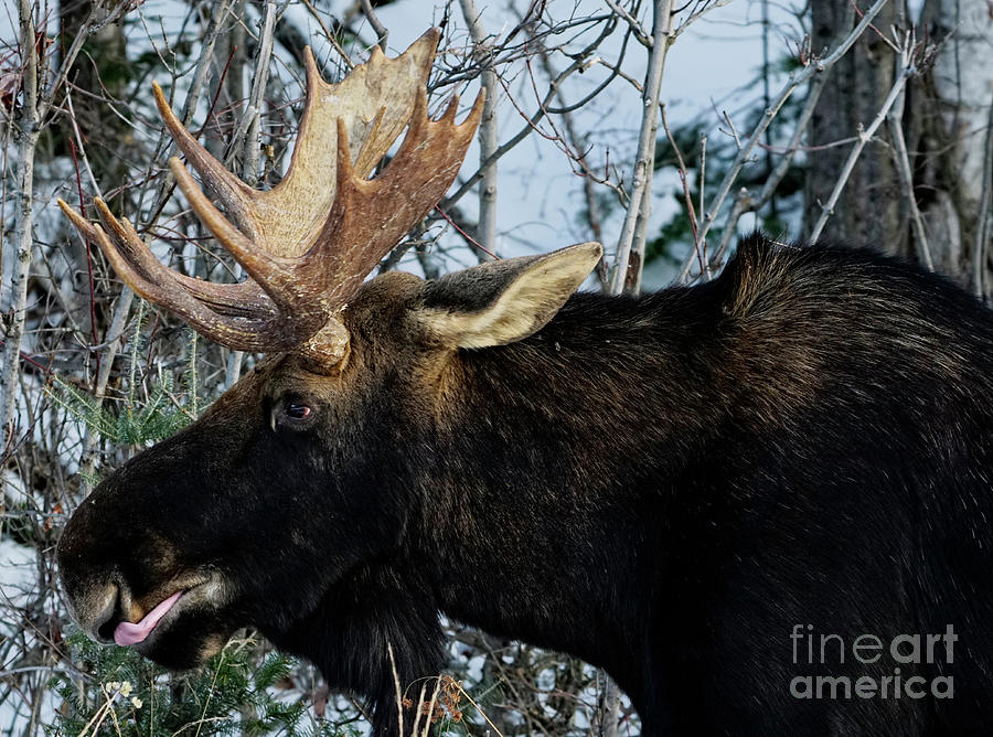 Moose With Big Antlers in Winter Photograph by Charline Xia