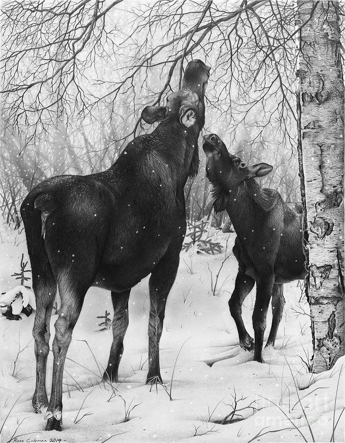 Moose With Calf Drawing by Ross Coleman Moose With Calf Drawing by Ross Coleman