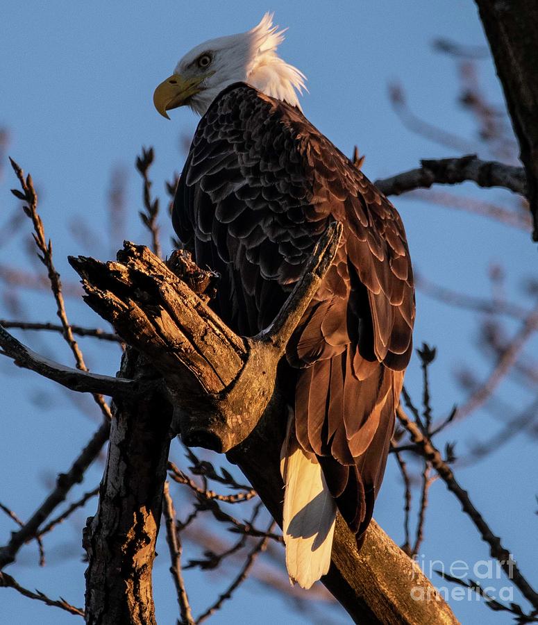 Mooseheart Eagles - 4 Photograph by David Bearden