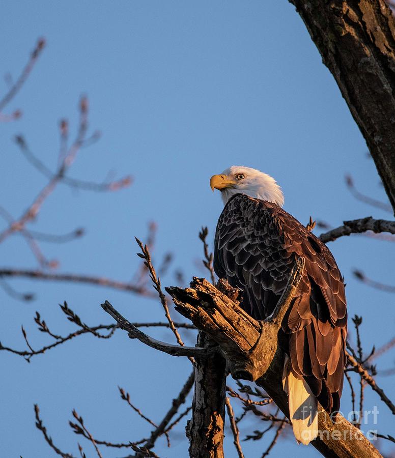 Mooseheart Eagles - 8 Photograph by David Bearden