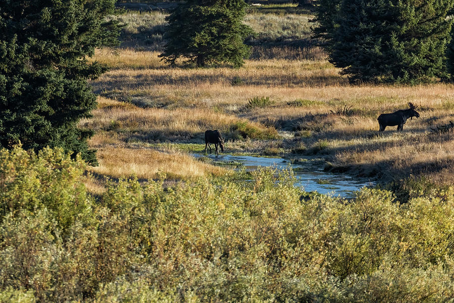Moose a-Field Photograph by Belinda Greb