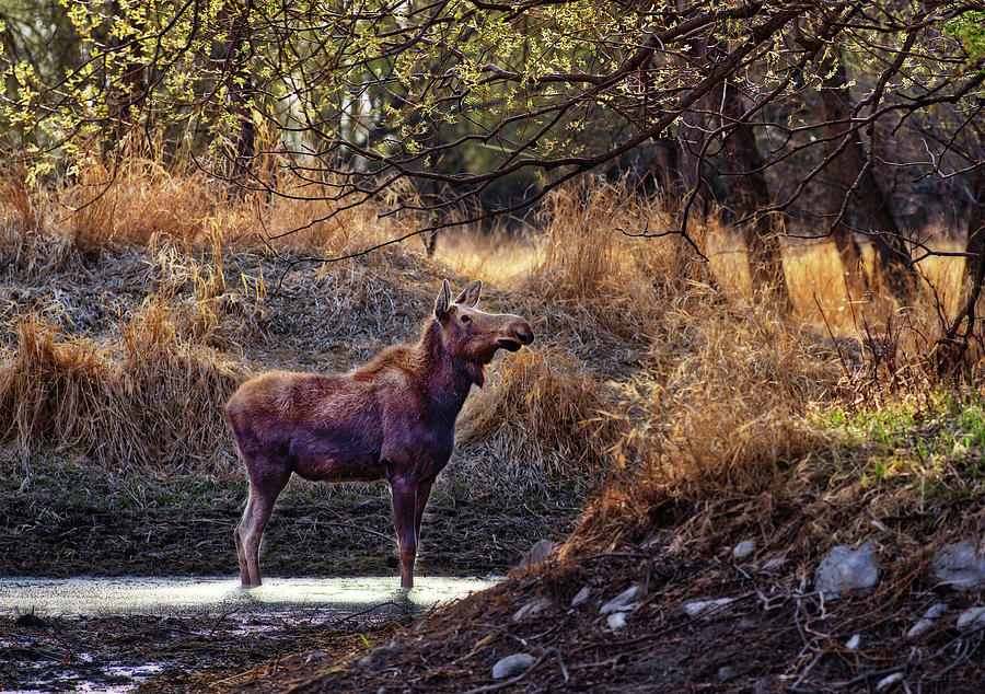 Moosetopia - backlit cow moose enjoying North Dakota pond Photograph by Peter Herman