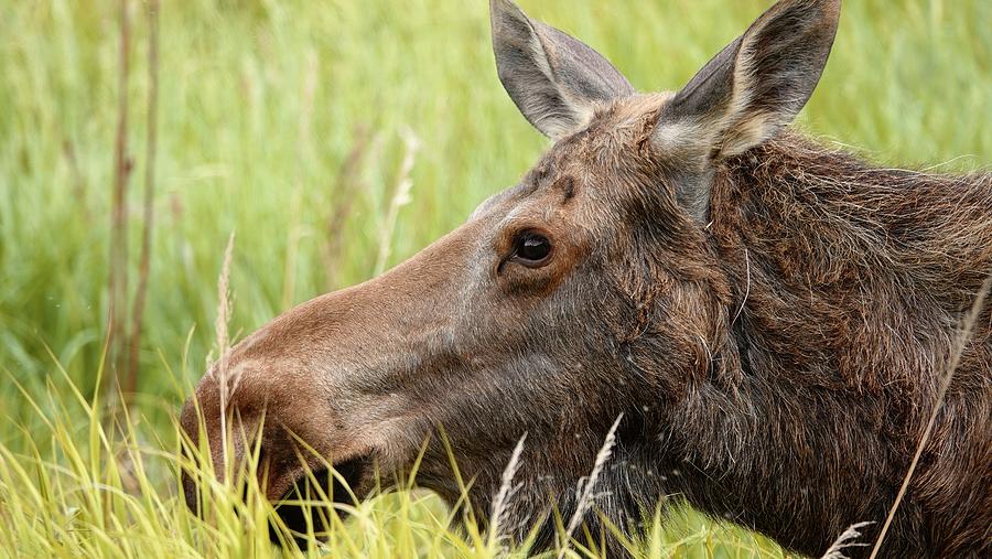 Moosin' Around Photograph by Faith Williams - Fine Art America