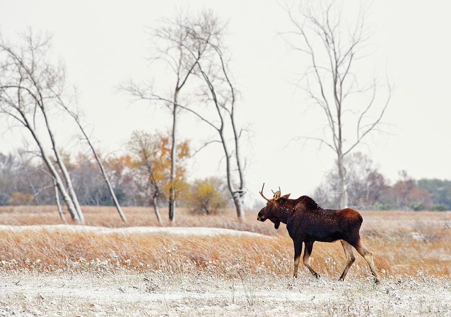 Moosing Around -  Bull Moose wandering through ND snow dusted autumn prairie scene in ND Photograph by Peter Herman