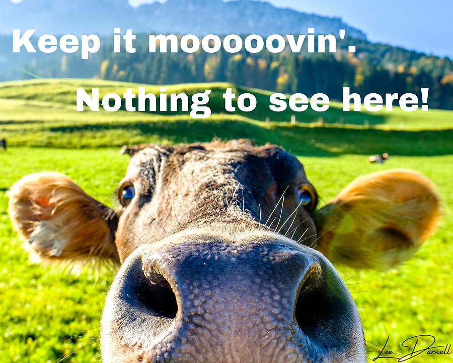 Moove it Photograph by Lee Darnell