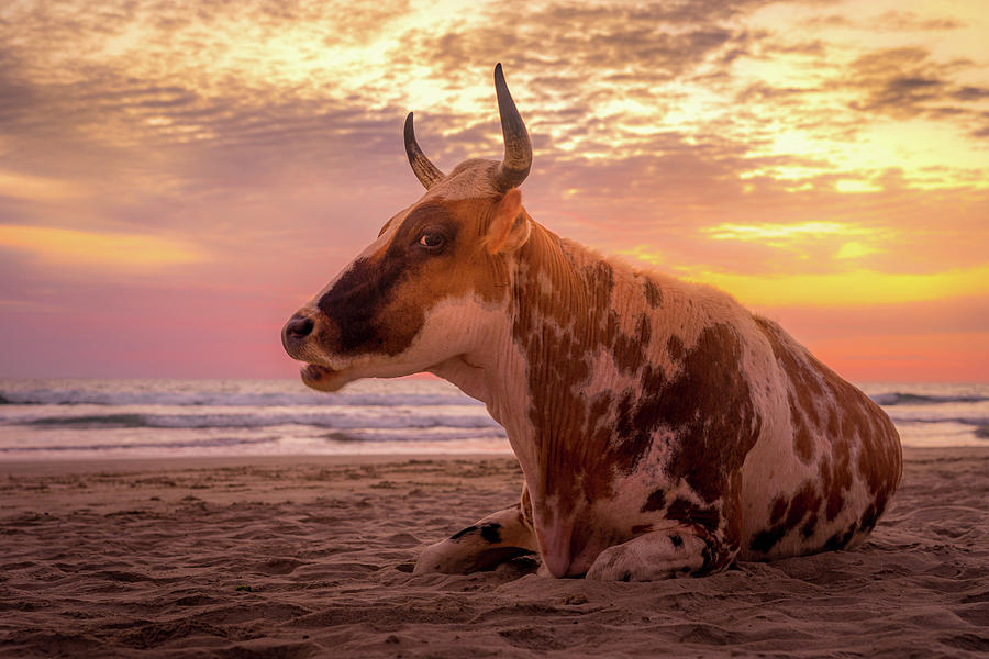 Sunset Photograph - Mooving to the beach by Ian Gough