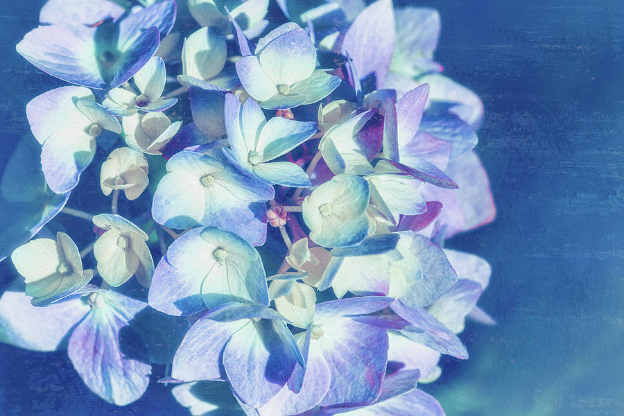 Mophead Hydrangea Blue Digital Art by Marianne Campolongo